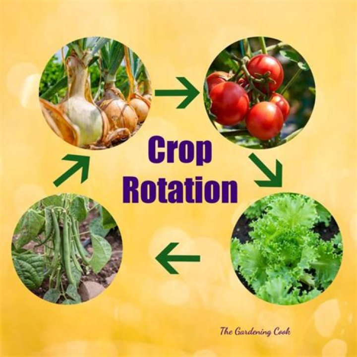 What is a crop give example