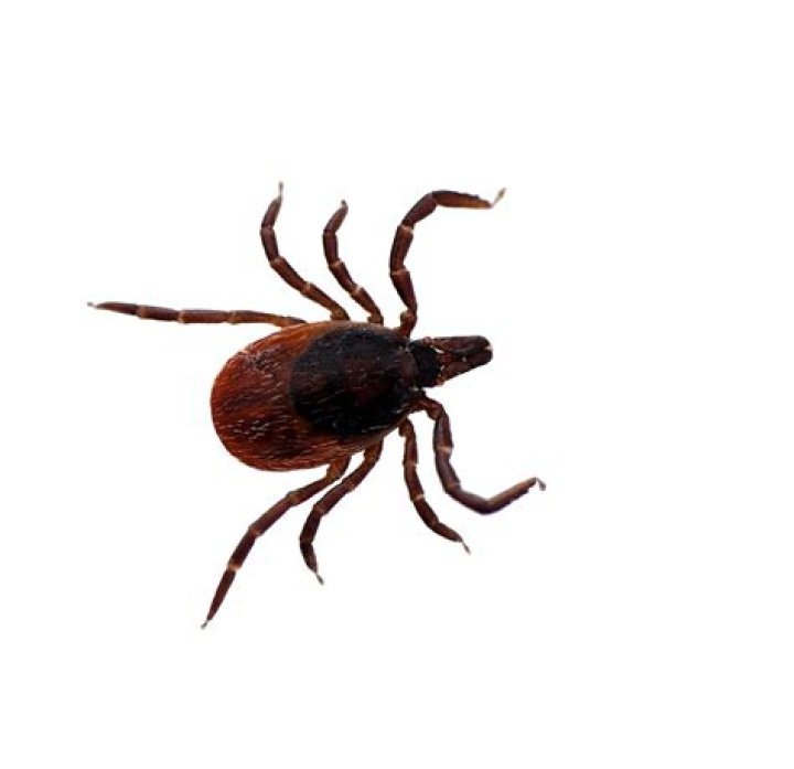 What is a deer tick called