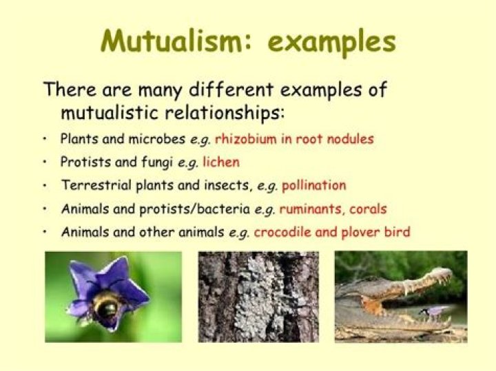 What is a description of mutualism