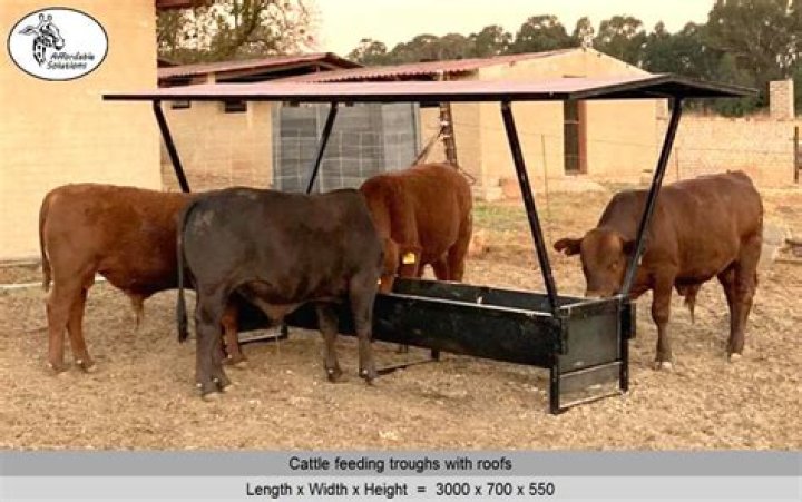 What is a feeding trough for cattle