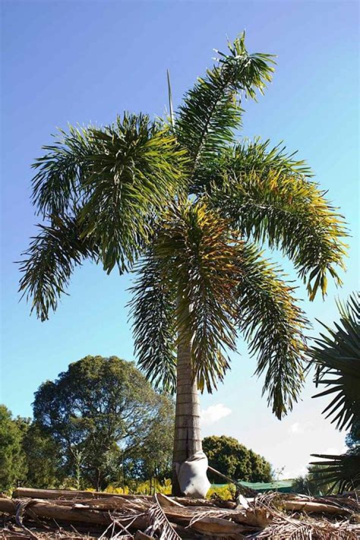 What is a foxtail palm tree