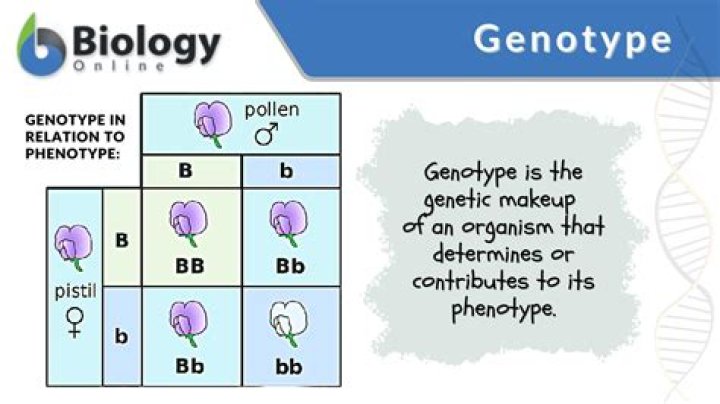 What is a genotype example