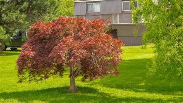 What is a good small tree for front garden