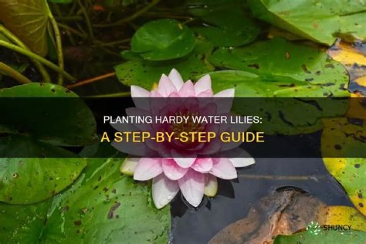 What is a hardy water lily