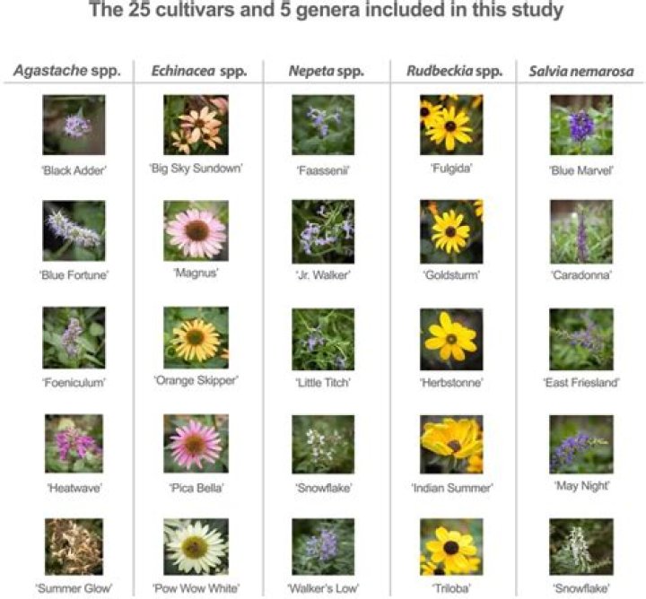 What is a herbaceous annual