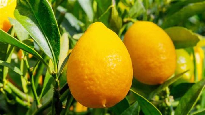 What is a Lakeland Limequat