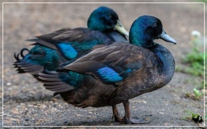 What is a large duck called