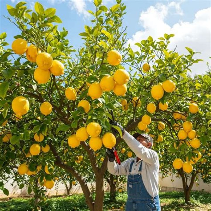 What is a Lisbon lemon tree