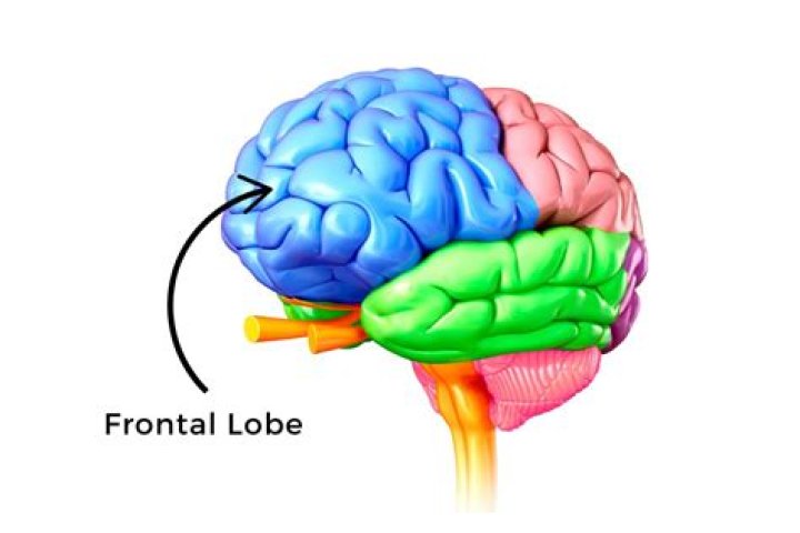 What is a lobe in a leaf