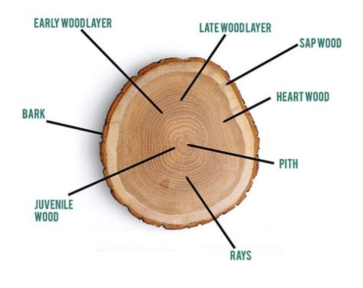 What is a log holder called