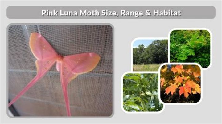 What is a luna moth habitat
