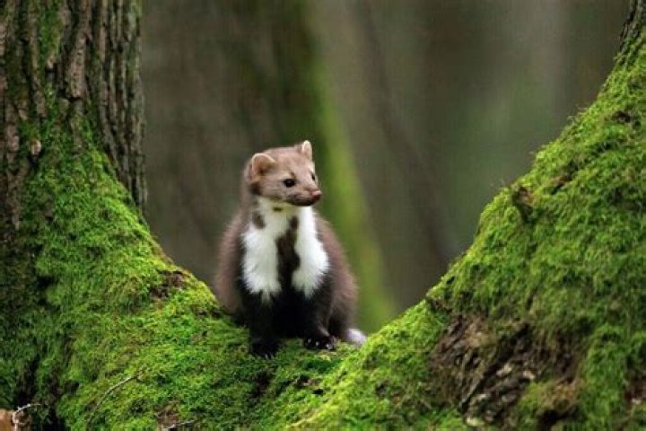 What is a Mader in English