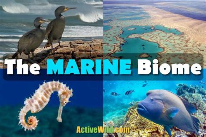 What is a marine biome definition