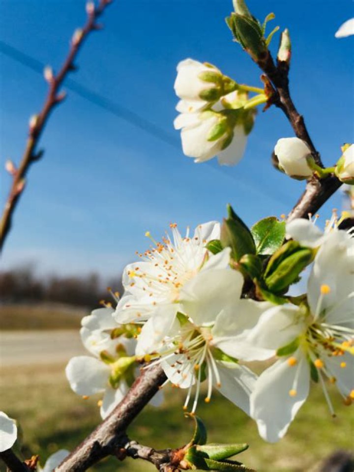 What is a Methley plum