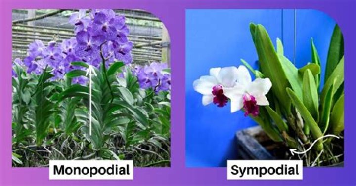 What is a Monopodial orchid