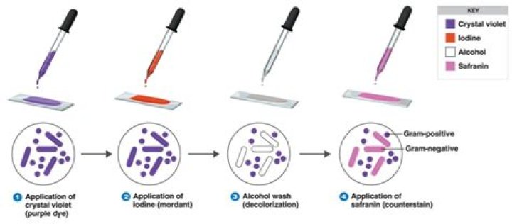 What is a normal Gram stain