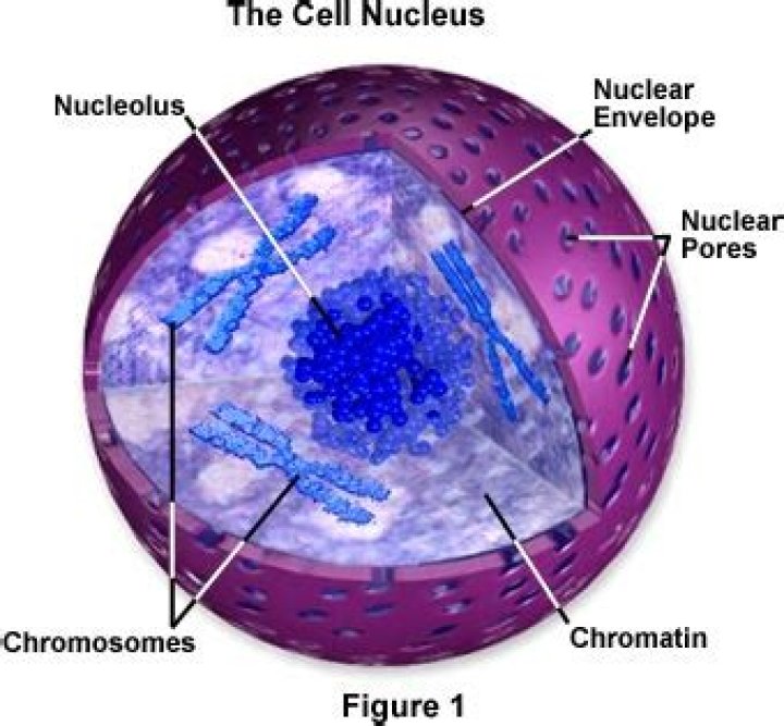 What is a nucleus in a plant cell