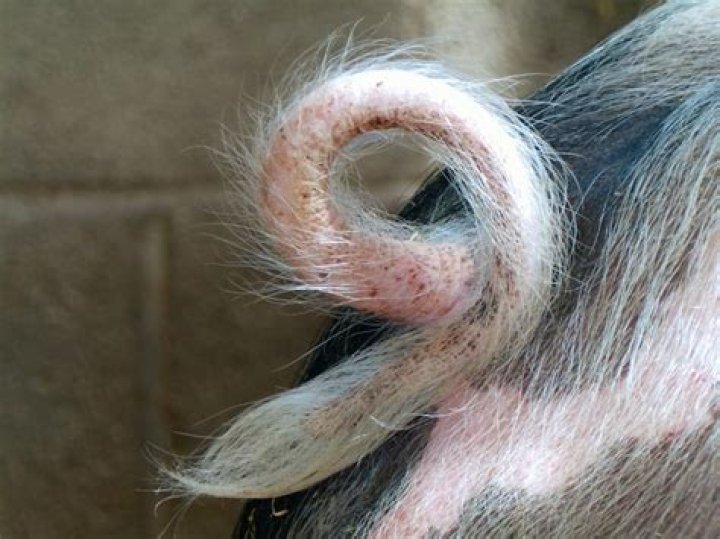 What is a pigs tail made of