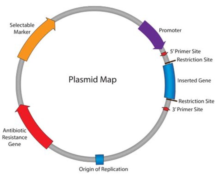 What is a plasmid replicon