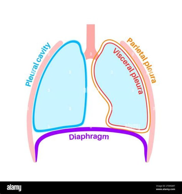 What is a pleura in anatomy