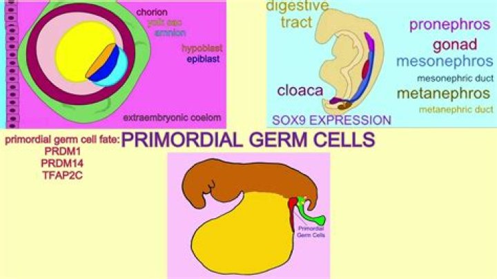 What is a primordial cells