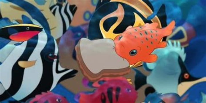 What is a Pudge the fish
