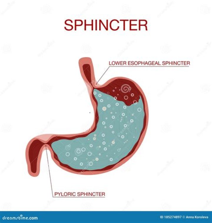 What is a pyloric sphincter