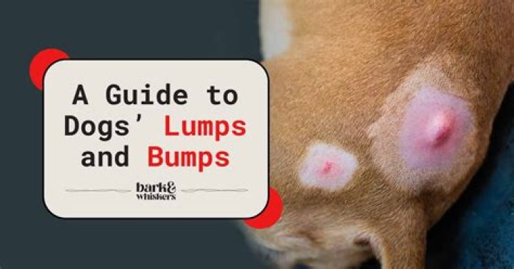 What is a red bump on a dog