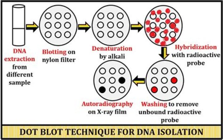 What is a reverse dot blot