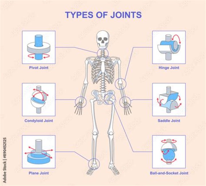 What is a small joint called