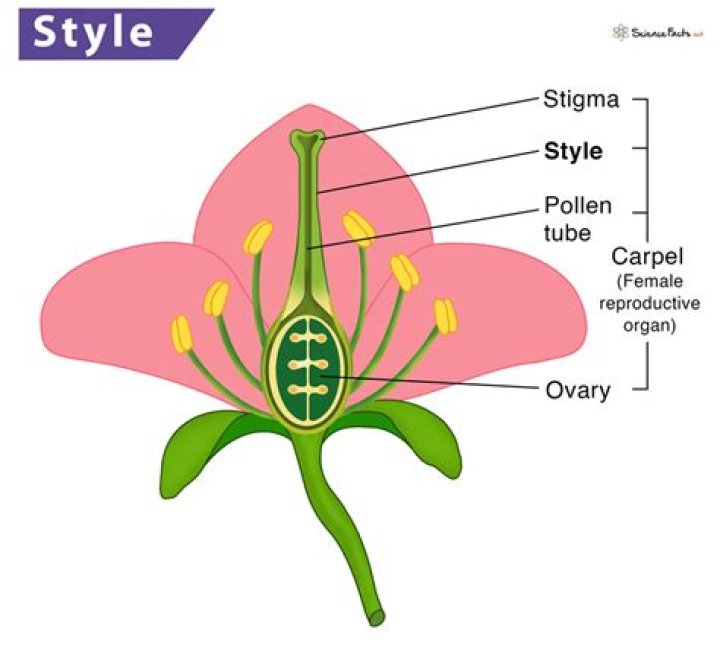 What is a style in biology