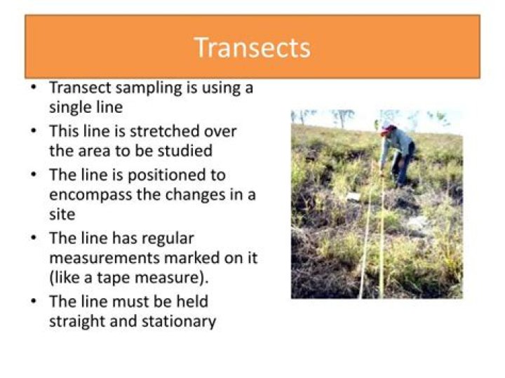 What is a transect used for