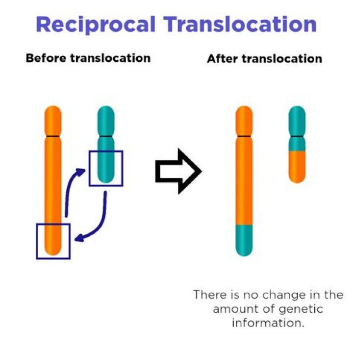 What is a translocation mutation
