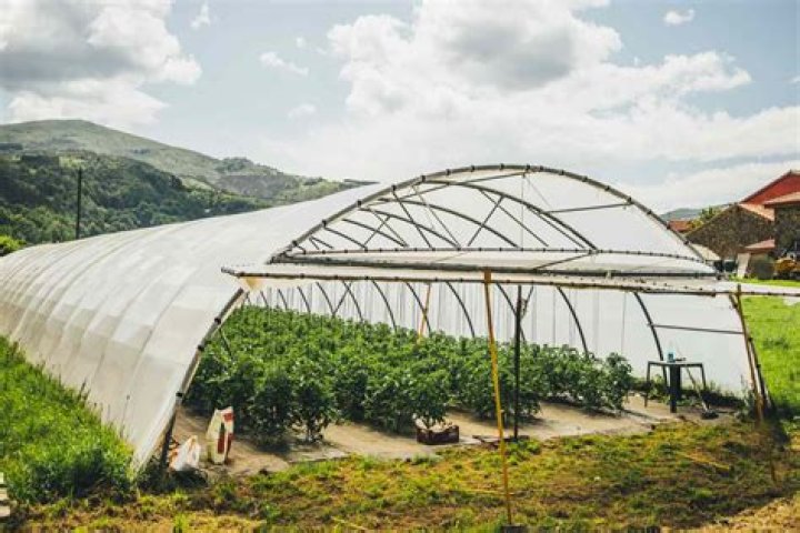 What is a tunnel greenhouse