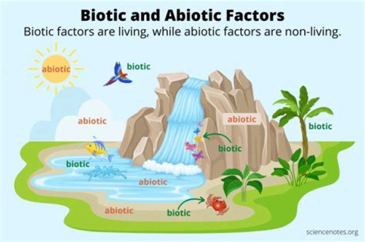 What is abiotic factor mean