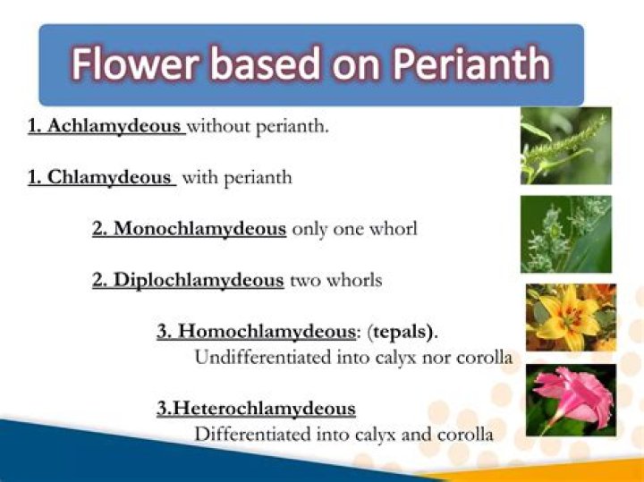 What is Achlamydeous flower
