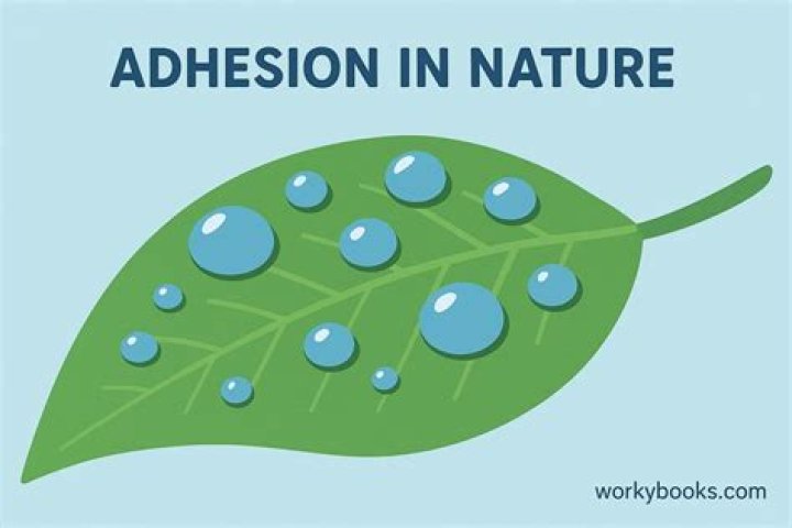 What is adhesion with water
