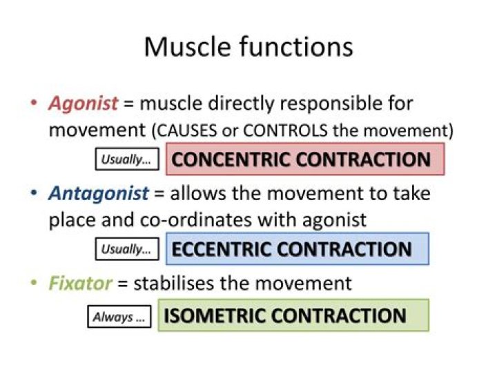 What is agonist contraction