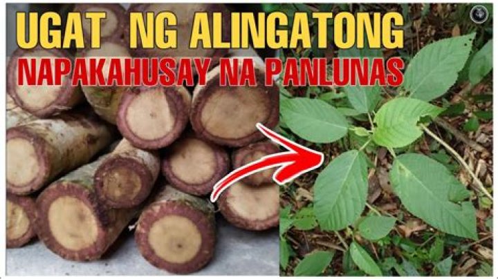 What is Alingatong plant in English