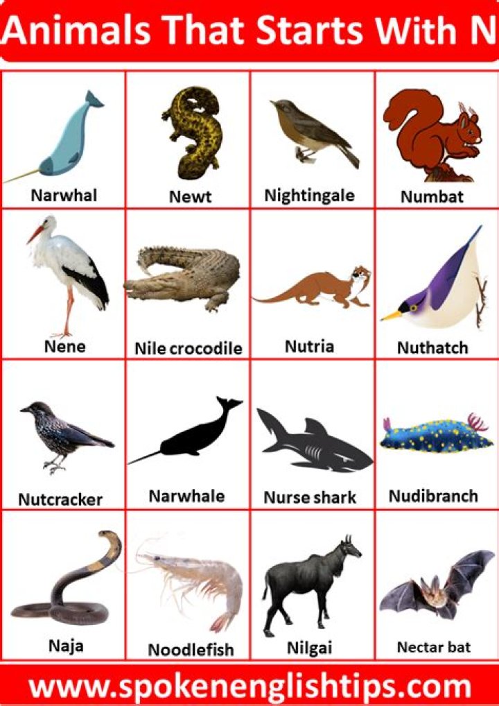 What is an animal ID number
