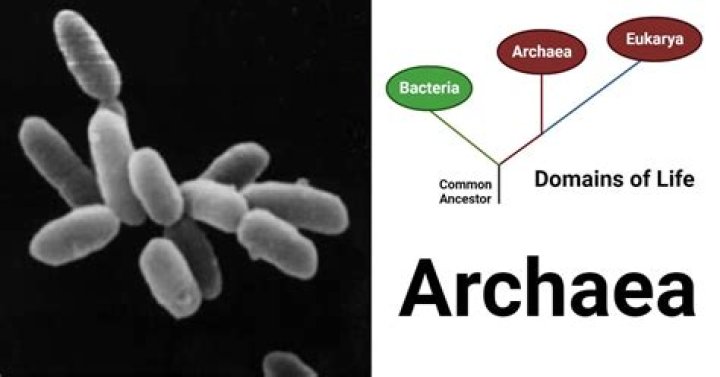 What is an Archaea organism