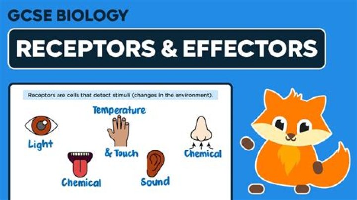 What is an effector example
