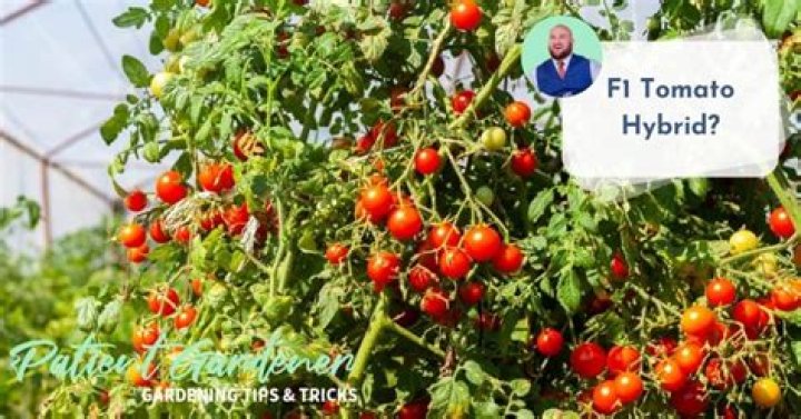 What is an f1 hybrid tomato