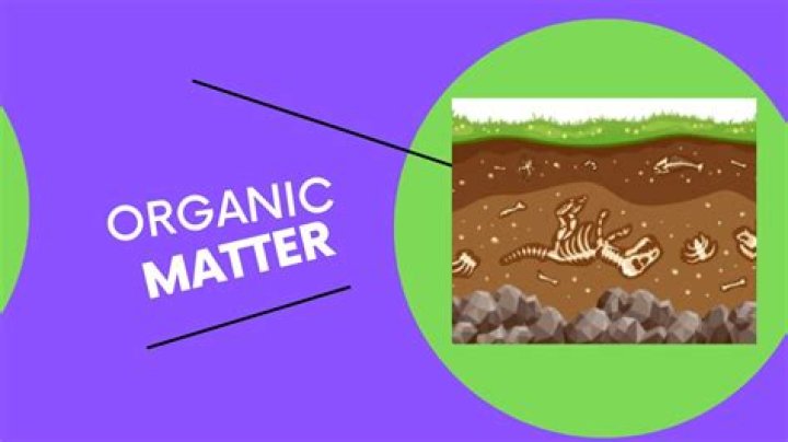What is an organic activity