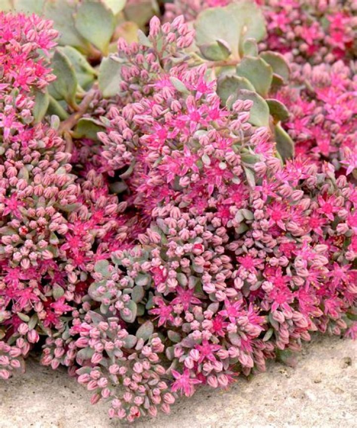 What is attracted to sedum