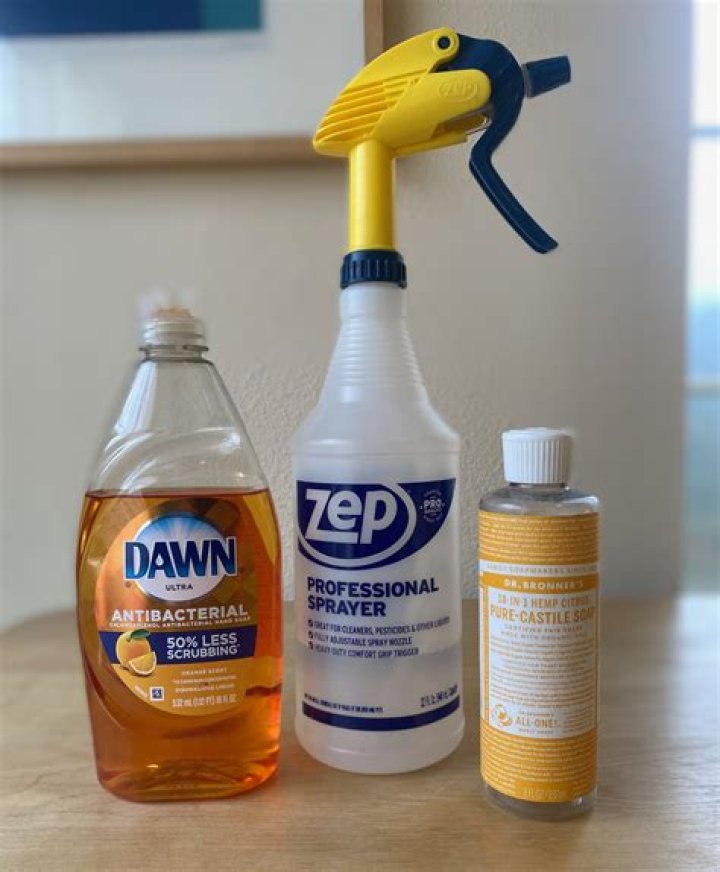 What is best spray for ants