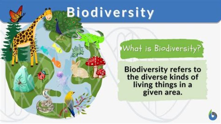 What is biodiversity with example