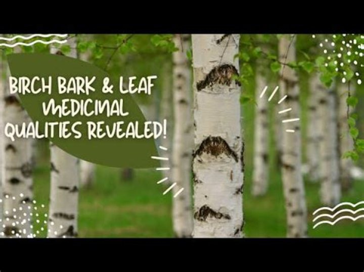What is birch leaf good for