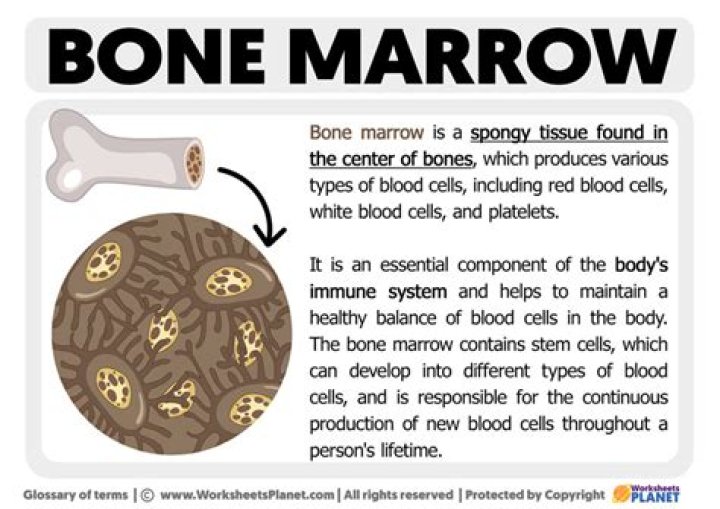 What is bone marrow made of