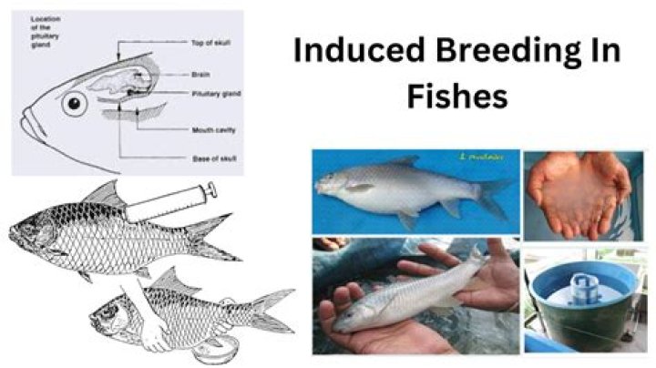 What is breeding in fishery